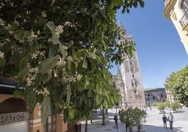 Podemos pide la protección de los naranjos de Sevilla como bien de interés cultural