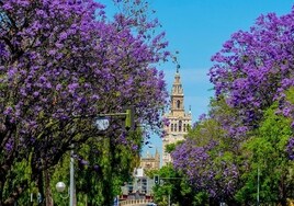Curiosidades de Sevilla: ¿Sabías que hay una jacaranda que no es de color morado?
