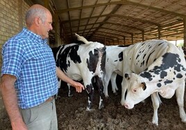 El último ganadero de vacas lecheras de Arahal: «Si tiro la leche, tengo que cerrar en una semana»