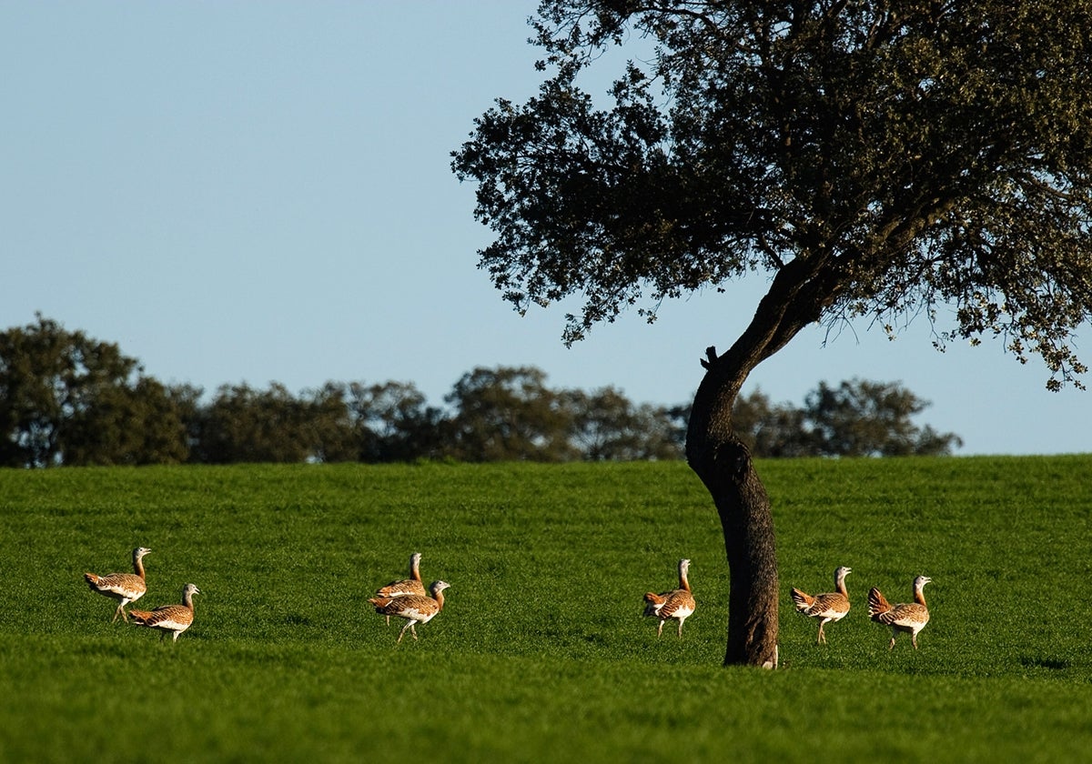 Avutardas en una zona protegida de Sevilla