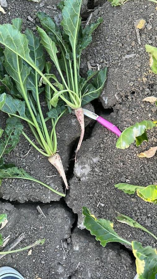 El estado actual del agro sevillano, donde los agricultores no han podido sembrar debido a la sequía