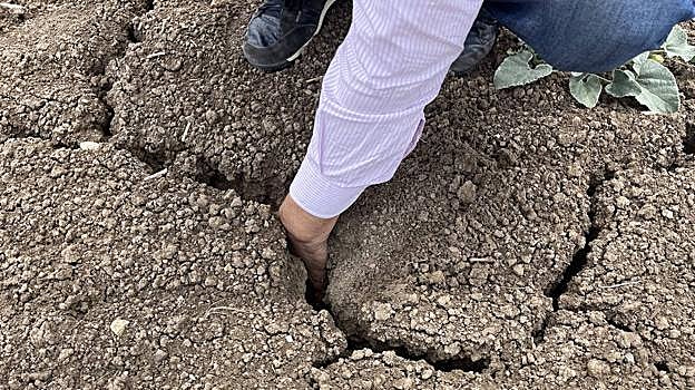 La sequía arruina el campo sevillano