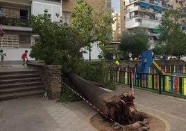 Se cae un árbol de grandes dimensiones en la plaza Joaquín Arbide de Triana