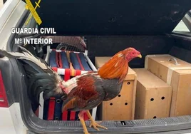 Pillan un coche con cinco gallos de pelea robados en la carretera entre Dos Hermanas y Alcalá de Guadaíra