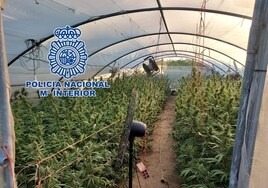 Hallan 28 plantaciones de marihuana en la provincia con más de 5.500 plantas y detienen a 16 personas en tres actuaciones