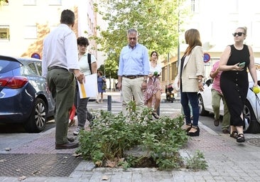 El Ayuntamiento de Sevilla plantará 1.151 árboles de forma inmediata