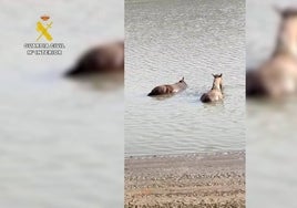 Rescatan de un embalse sevillano un caballo vivo y otro muerto