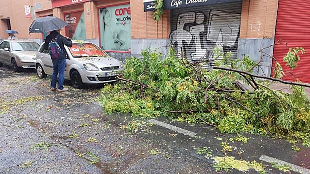 La lluvia provoca en Sevilla la caída de árboles que han generado daños en varios coches