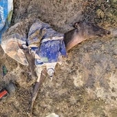 Recuperan casi muerto a un galgo que fue arrojado dentro de un saco a un canal de Utrera desde una altura de cuatro metros