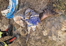 Recuperan casi muerto a un galgo que fue arrojado dentro de un saco a un canal de Utrera desde una altura de cuatro metros