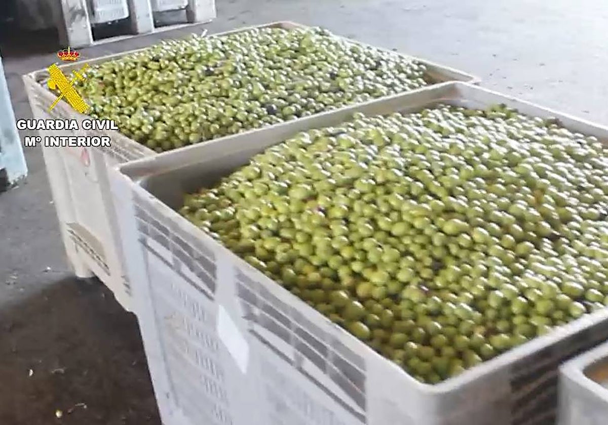 Aceitunas requisadas por la Guardia Civil