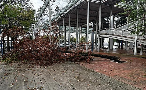 Un árbol de gran tamaño cae a las puertas del colegio de los Padres Blancos en Los Remedios por el temporal