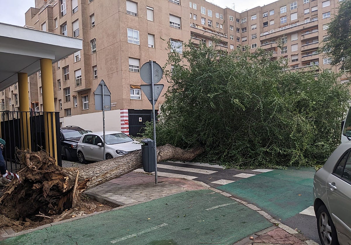 El árbol que se ha desplomado junto a la iglesia del colegio de los Padres Blancos