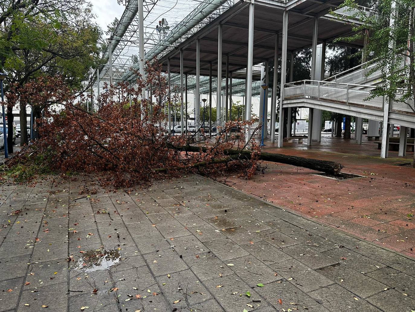 La borrasca 'Aline' provoca la caída de árboles de grandes dimensiones en Sevilla