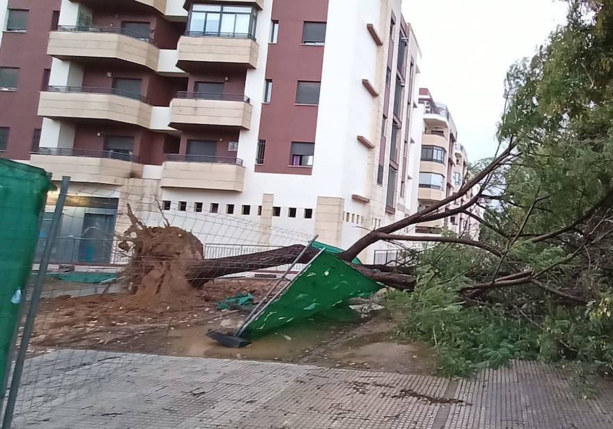 Árbol caído en Mairena del Aljarafe, en la provincia de Sevilla, debido a las fuertes rachas de viento