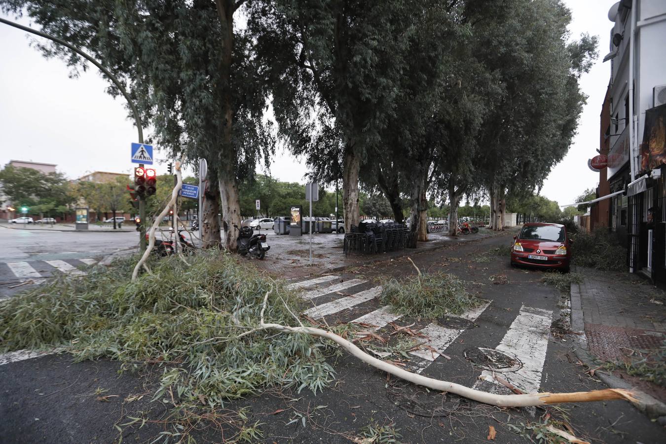 Los vientos alcanzaron más de 70 kilómetros por hora y provocó la rotura de muchas ramas y árboles 