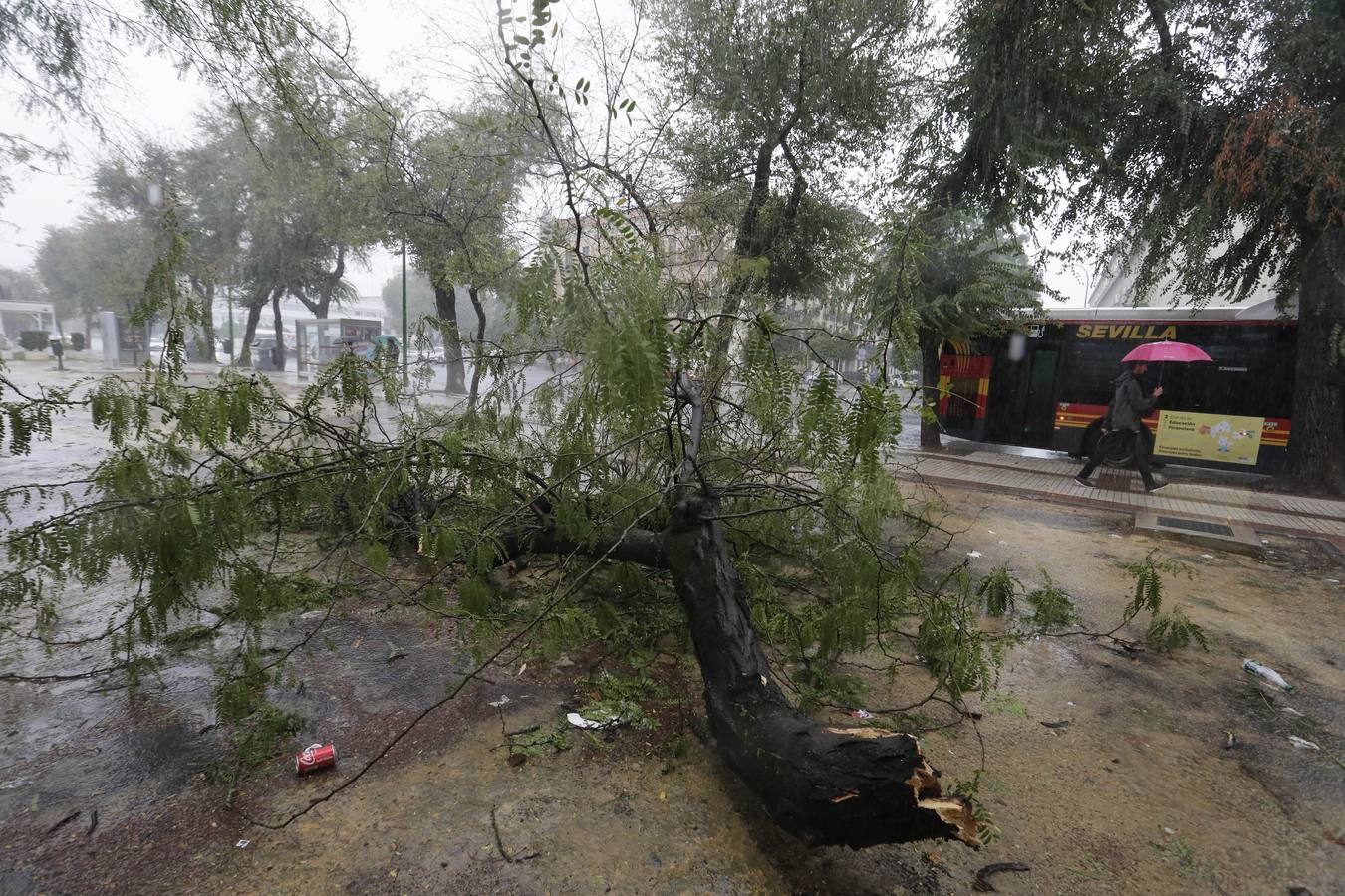 Los vientos alcanzaron más de 70 kilómetros por hora y provocó la rotura de muchas ramas y árboles 