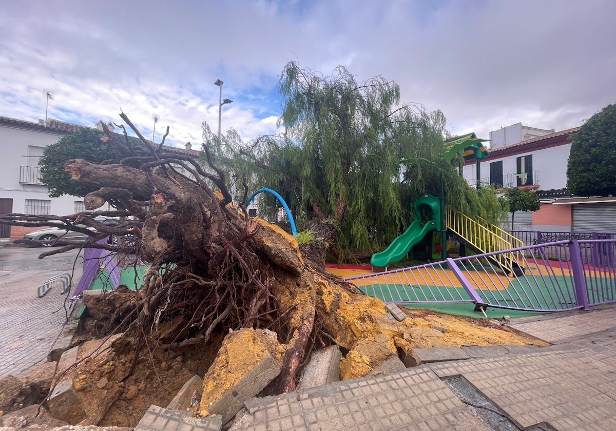 Un árbol de enormes dimensiones caído sobre un parque infantil en Arahal