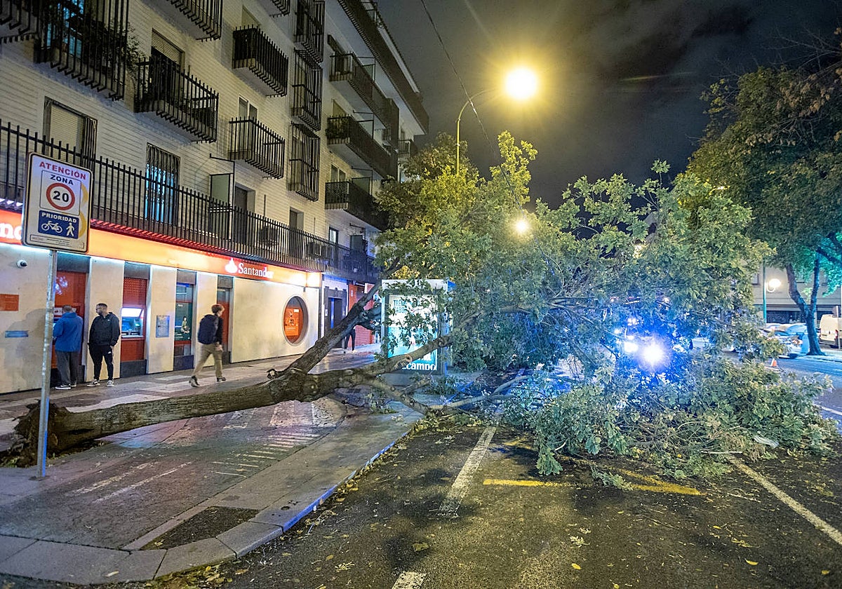 La avenida de Menéndez Pelayo tuvo que interrumpir la circulación de dos carriles por los árboles caídos