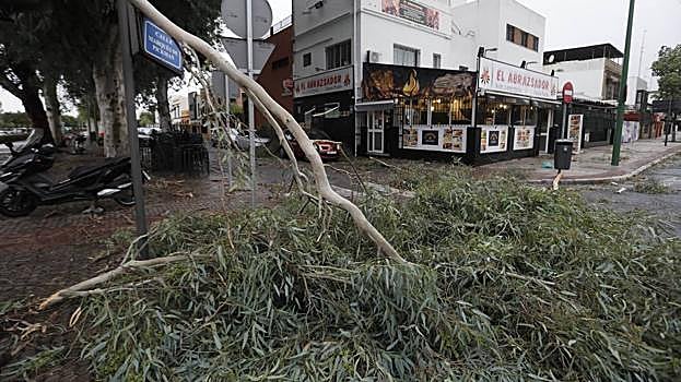 El viento de &#039;Bernard&#039; genera un domingo de caos en Sevilla