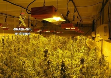 Una nave en El Viso del Alcor escondía 1.300 plantas de marihuana