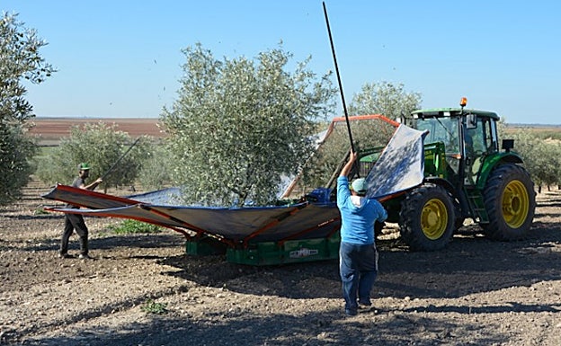 Agricultor andaluz recogiendo aceituna
