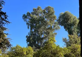 Dos árboles de Sevilla que debes conocer: el más alto y el más antiguo