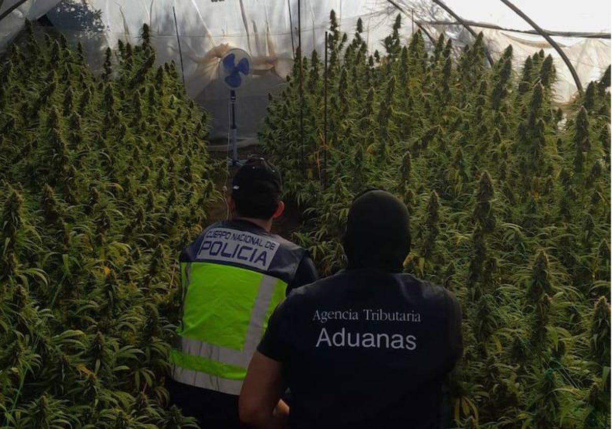 Agentes de la Policía Nacional y Agencia Tributaria en la plantación