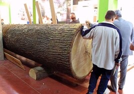 La Agencia Tributaria inspeccionan siete empresas de madera de Andalucía por fraude fiscal