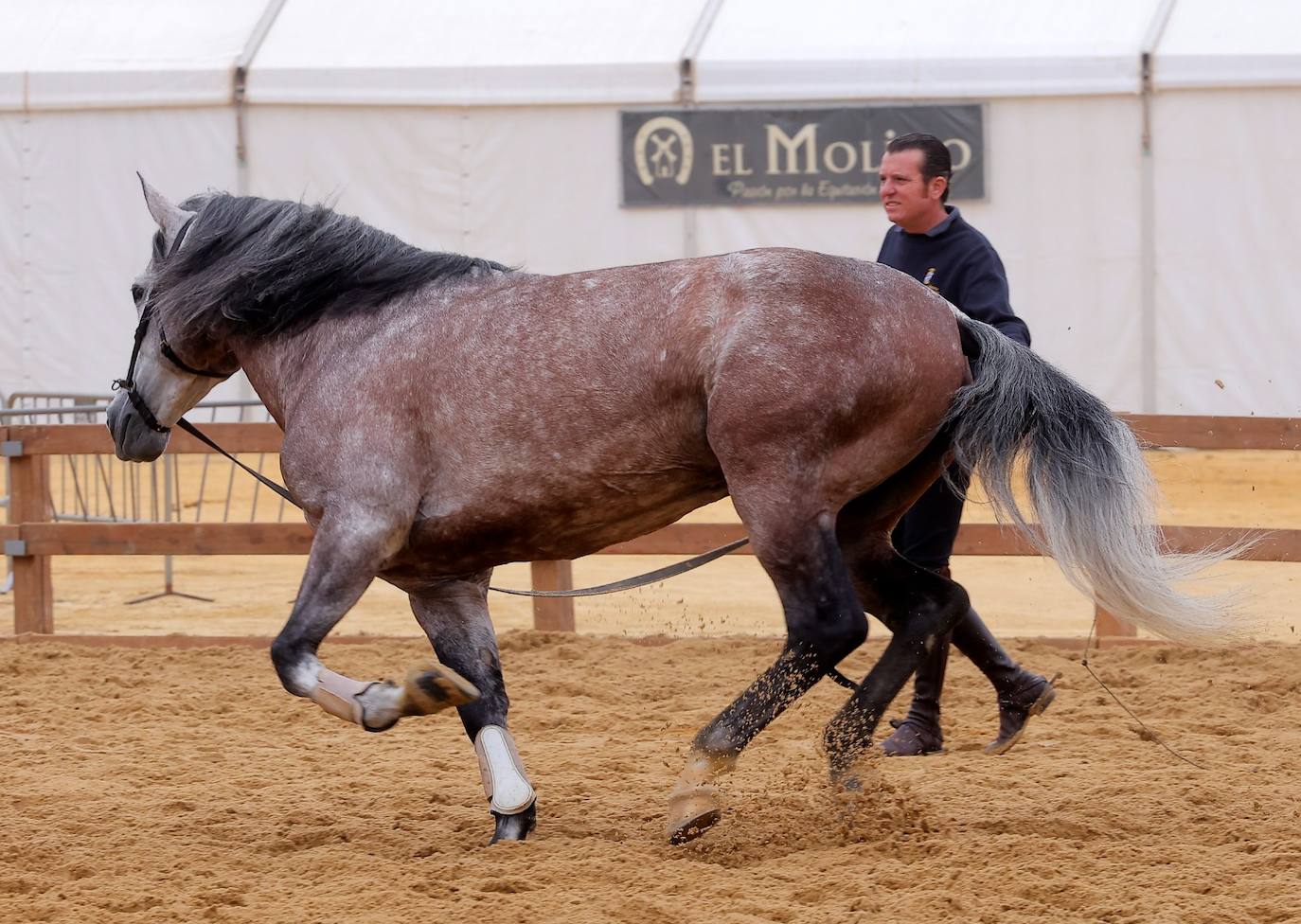 Preparativos para el SICAB en el Palacio de Congresos y Exposiciones de Sevilla