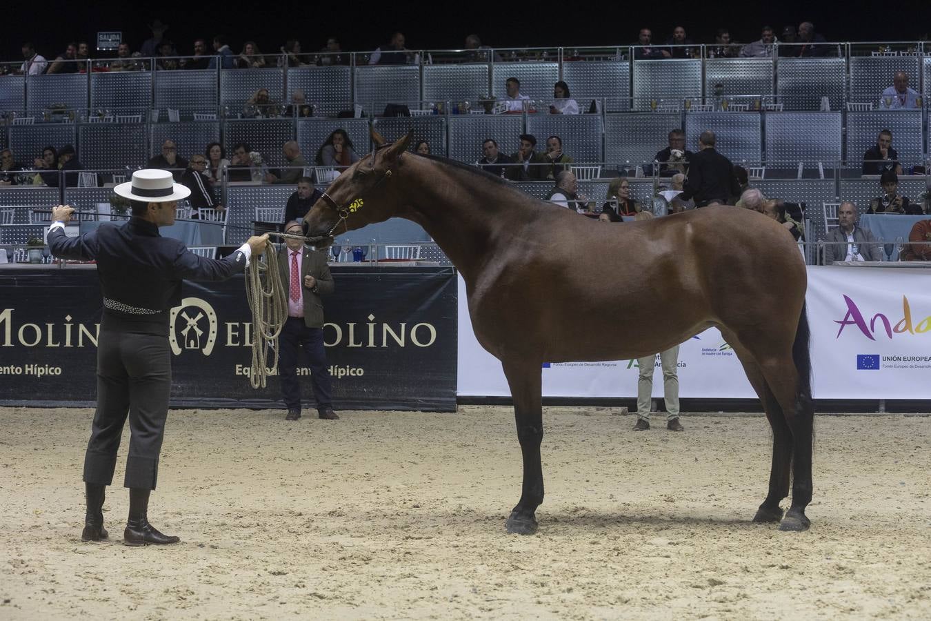 Multitud de actividades atraen cada día a los aficionados al mundo del caballo 