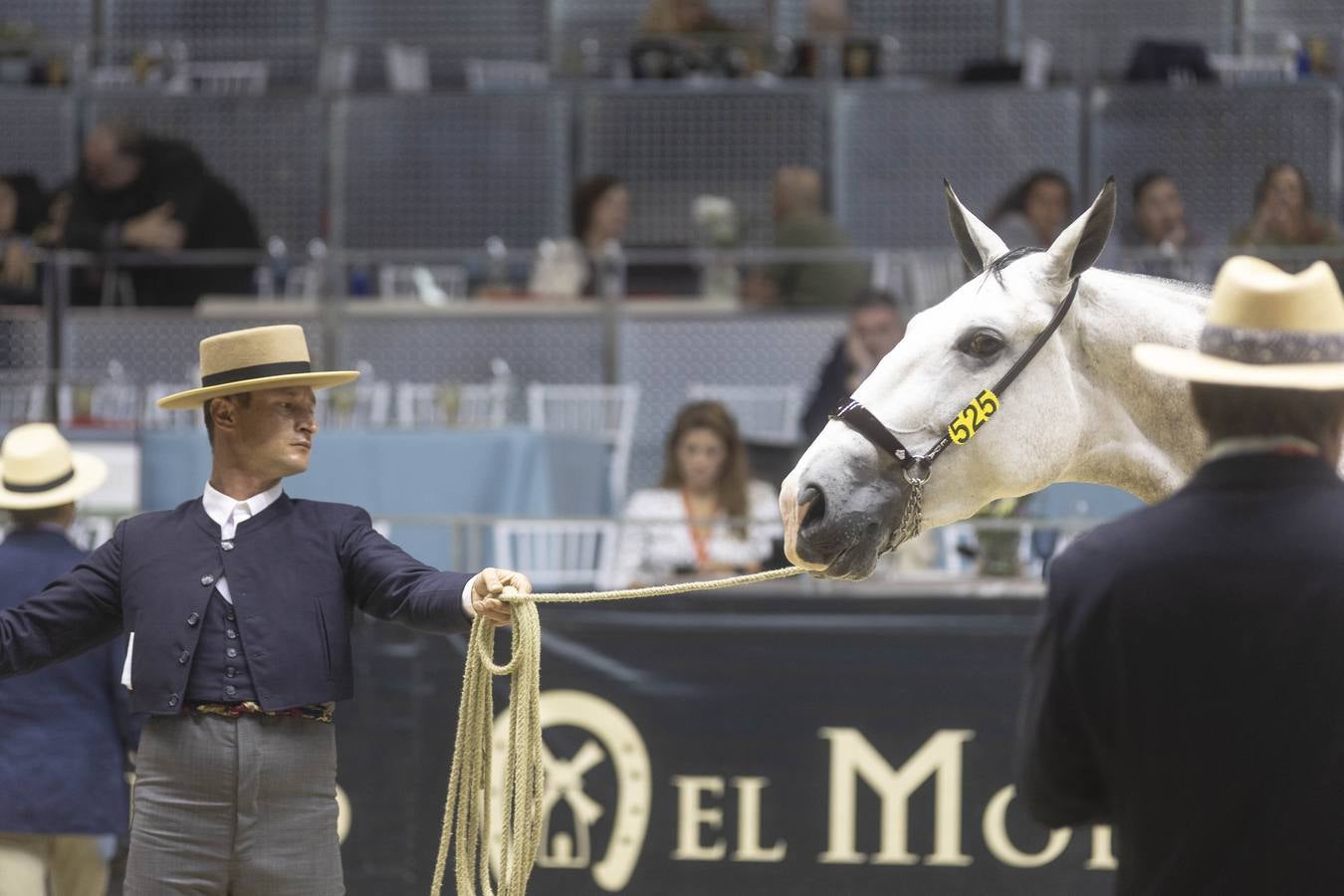 Multitud de actividades atraen cada día a los aficionados al mundo del caballo 
