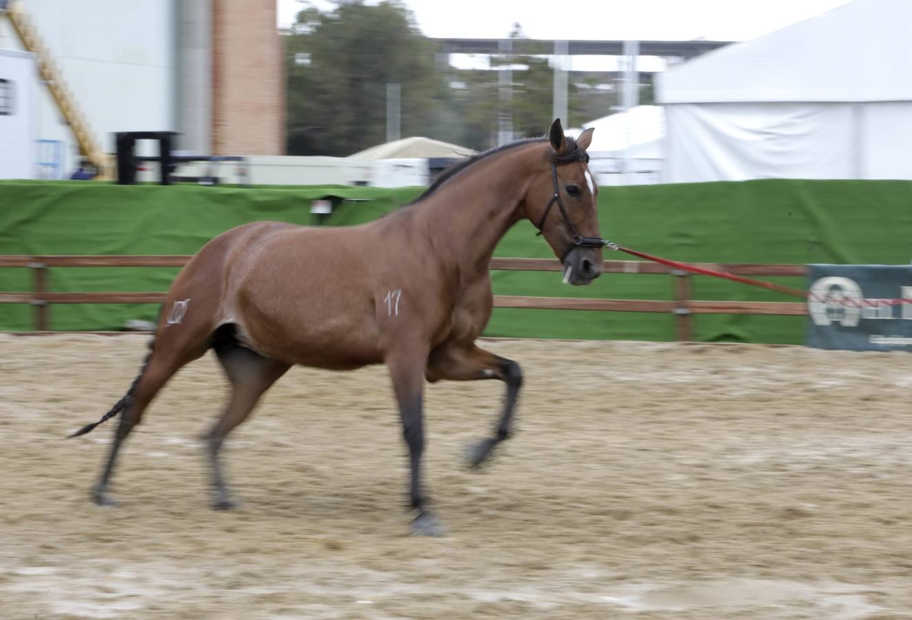 Impresionantes ejemplares de caballos de pura raza española, tiendas especializadas y rostros conocidos del sector se ven estos días en Fibes