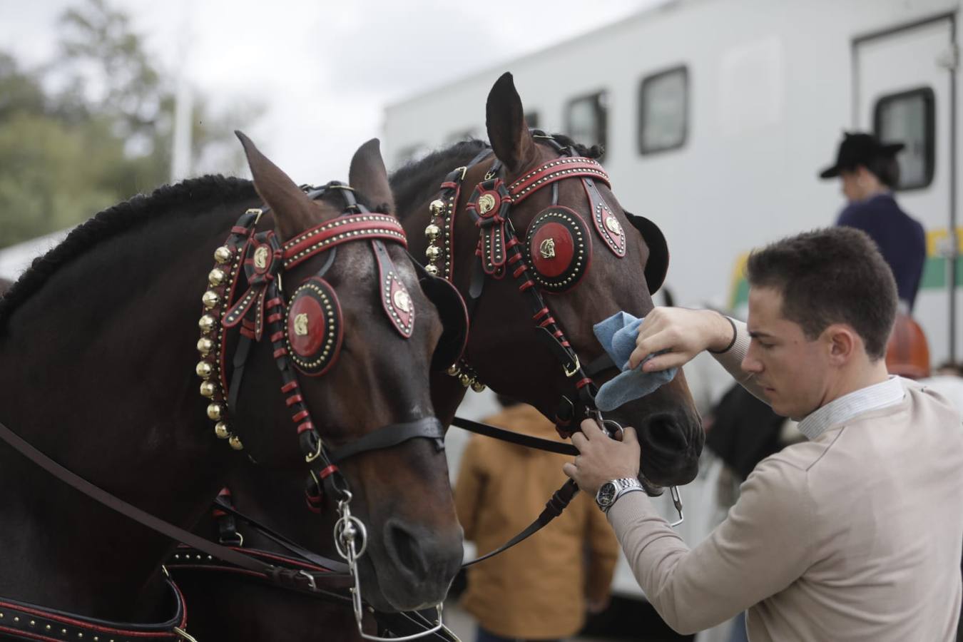 Impresionantes ejemplares de caballos de pura raza española, tiendas especializadas y rostros conocidos del sector se ven estos días en Fibes