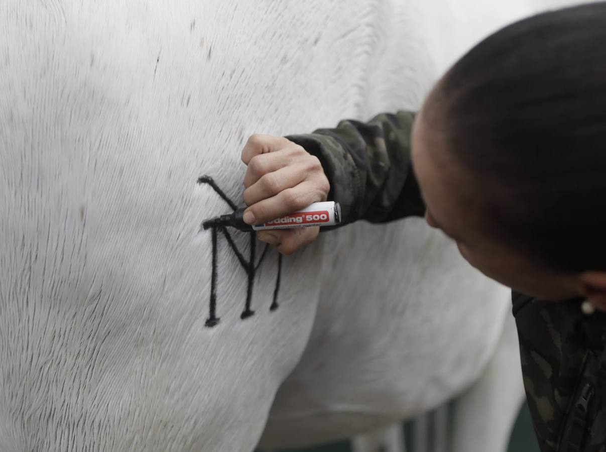 Impresionantes ejemplares de caballos de pura raza española, tiendas especializadas y rostros conocidos del sector se ven estos días en Fibes