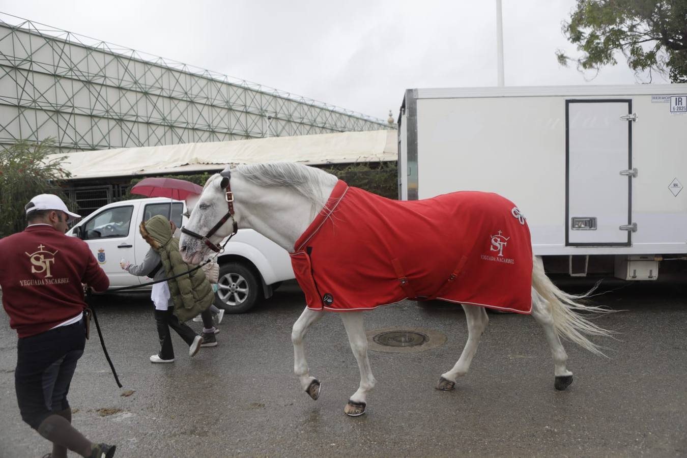 Impresionantes ejemplares de caballos de pura raza española, tiendas especializadas y rostros conocidos del sector se ven estos días en Fibes
