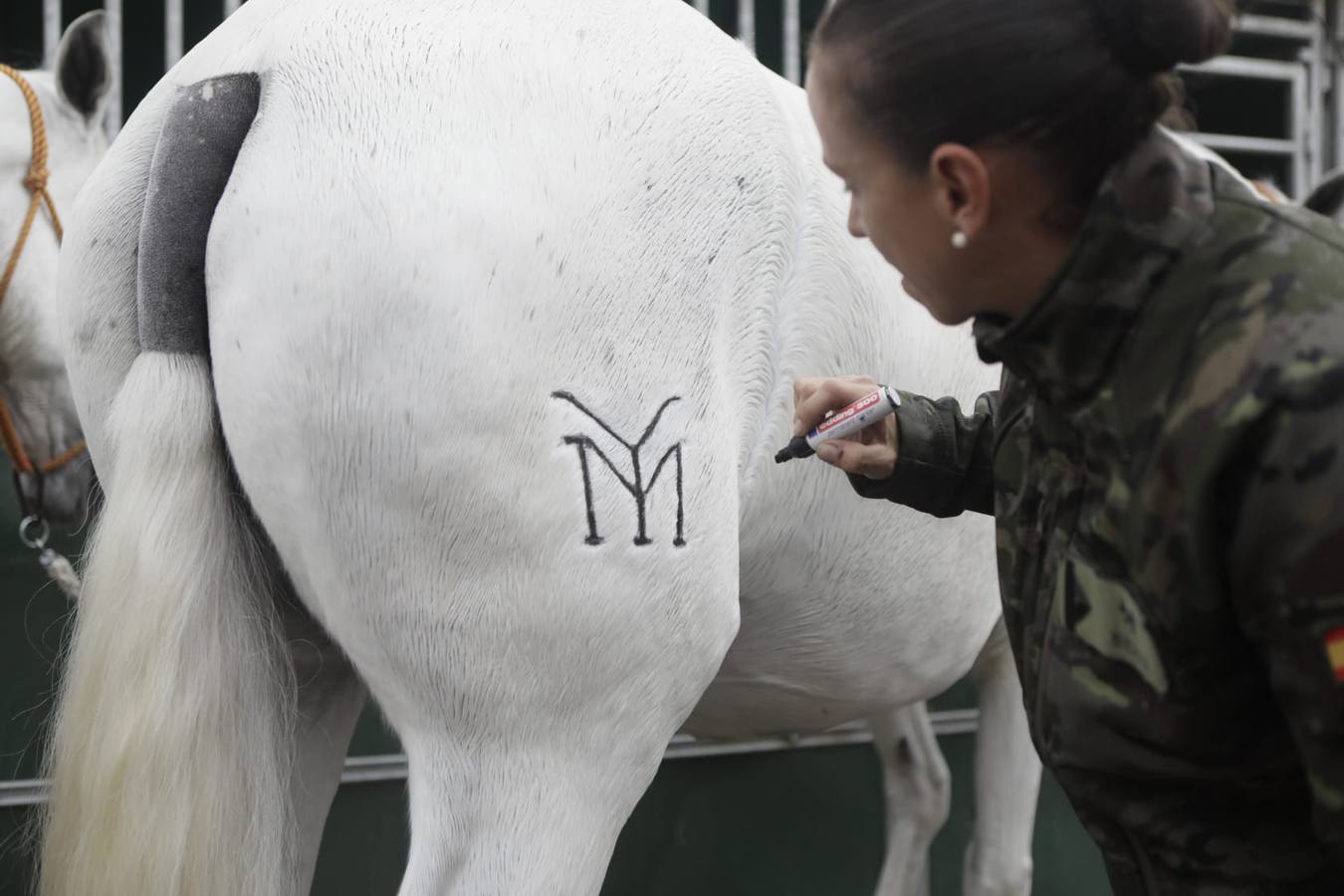 Impresionantes ejemplares de caballos de pura raza española, tiendas especializadas y rostros conocidos del sector se ven estos días en Fibes
