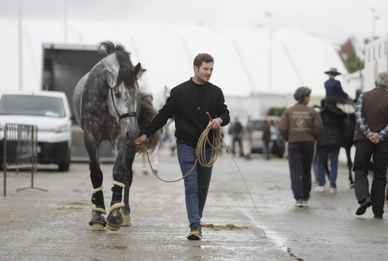 Impresionantes ejemplares de caballos de pura raza española, tiendas especializadas y rostros conocidos del sector se ven estos días en Fibes