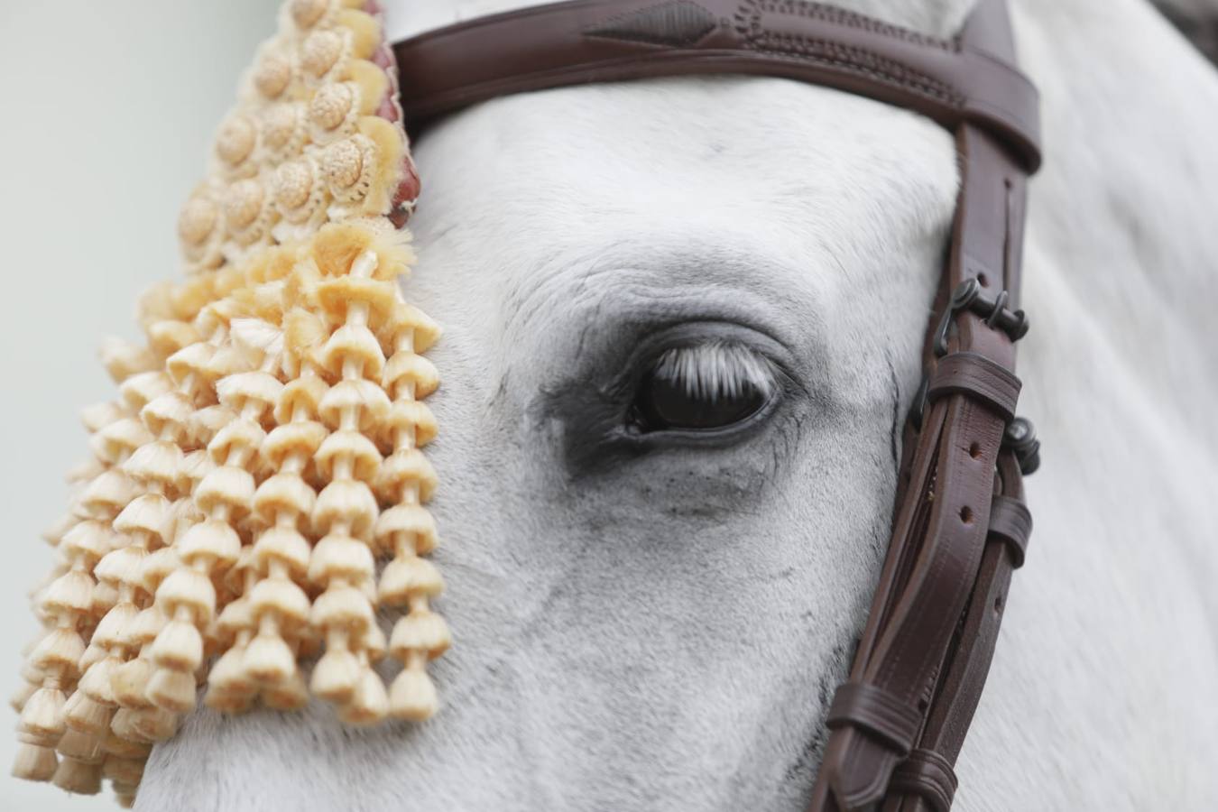 Impresionantes ejemplares de caballos de pura raza española, tiendas especializadas y rostros conocidos del sector se ven estos días en Fibes