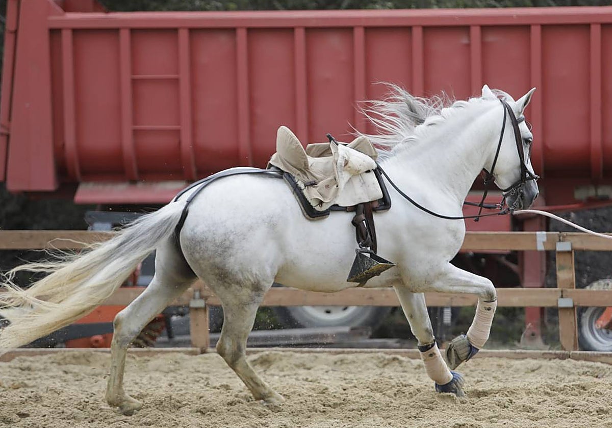 Uno de los caballos que se pueden admirar estos días en Fibes
