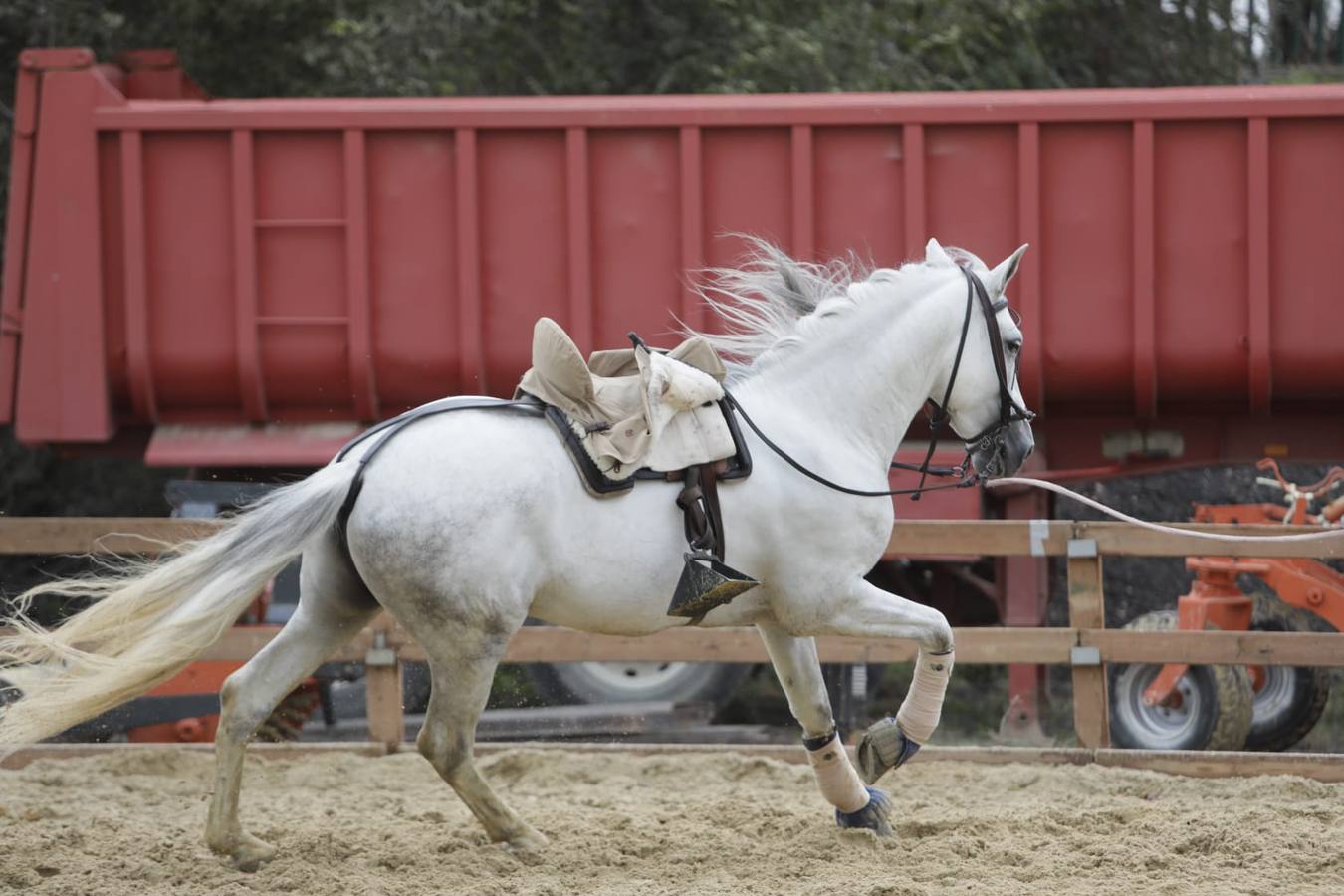 Impresionantes ejemplares de caballos de pura raza española, tiendas especializadas y rostros conocidos del sector se ven estos días en Fibes