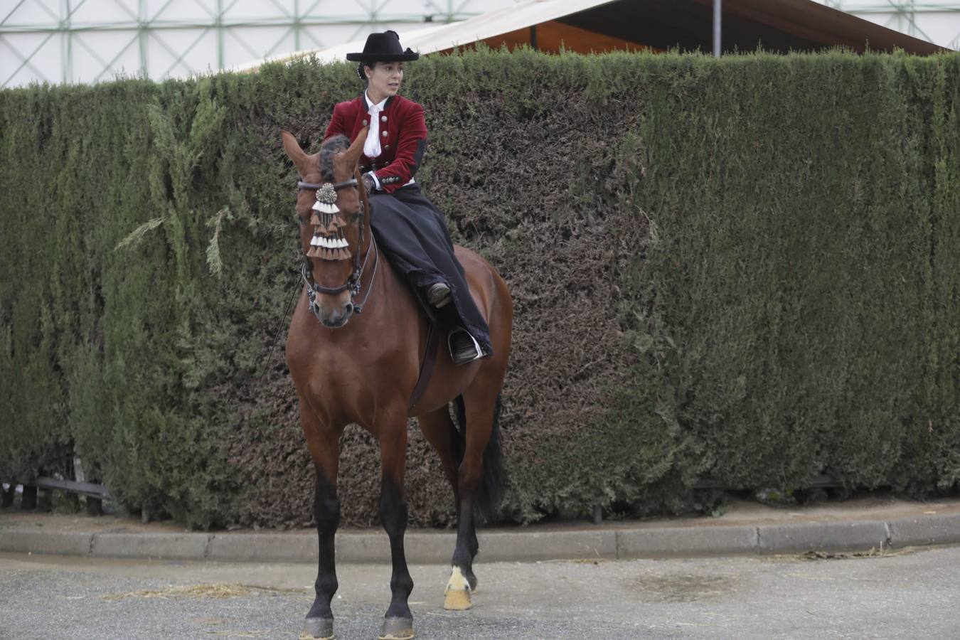 Impresionantes ejemplares de caballos de pura raza española, tiendas especializadas y rostros conocidos del sector se ven estos días en Fibes