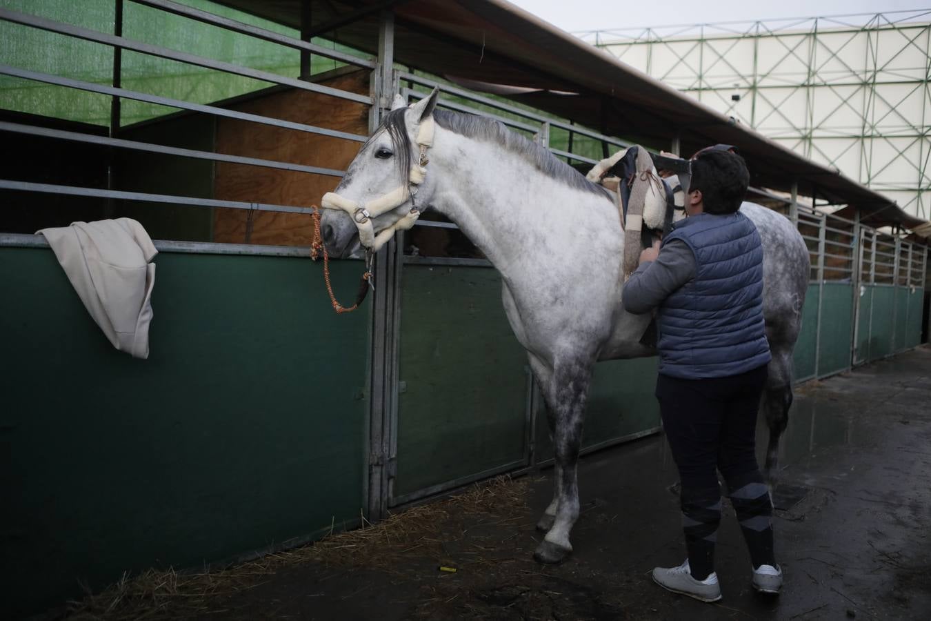 Estos días se dan cita en Fibes los mejores caballos de pura raza española