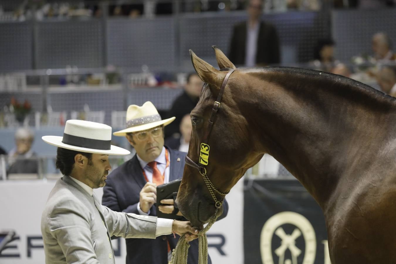 Estos días se dan cita en Fibes los mejores caballos de pura raza española