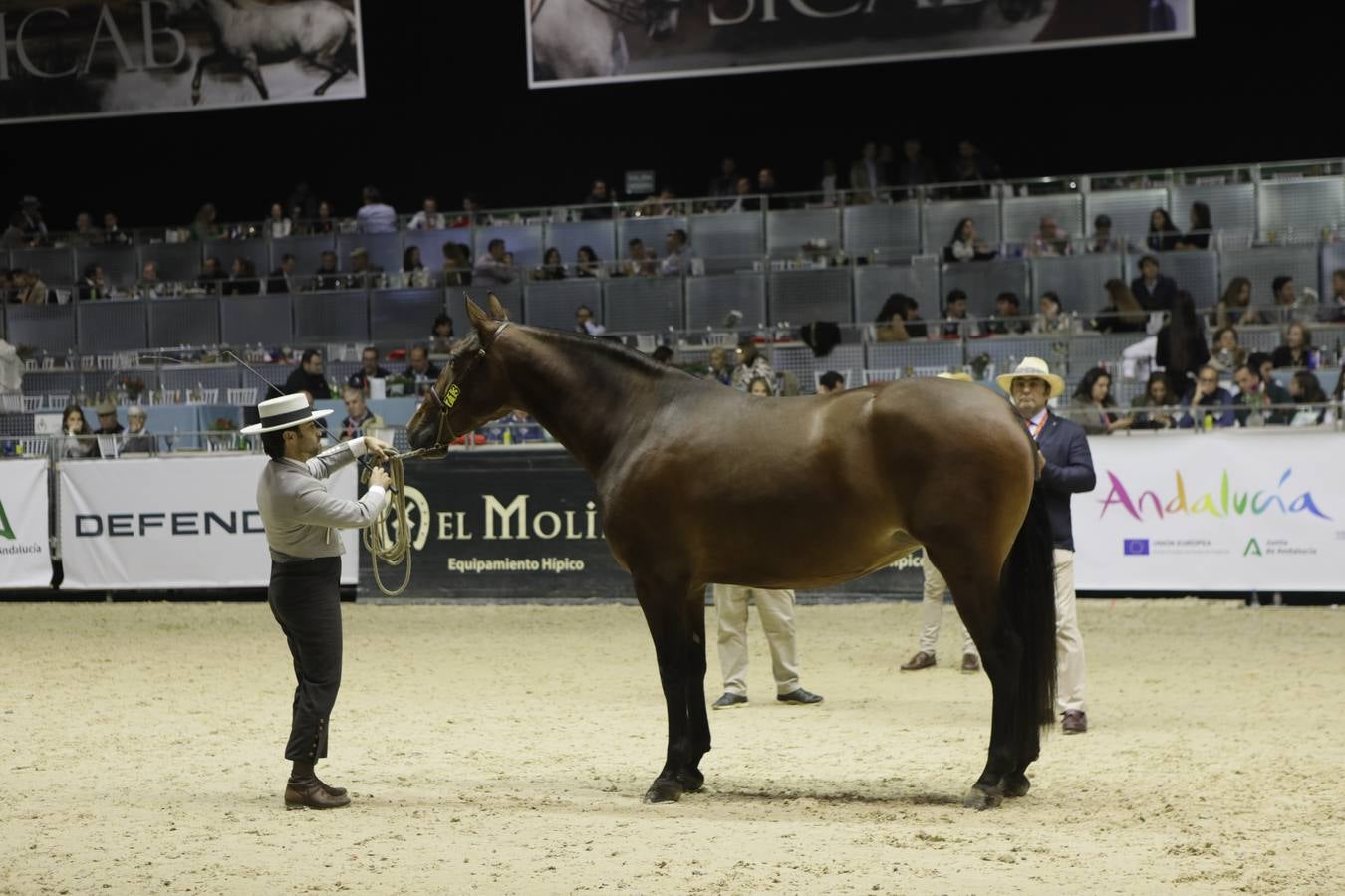 Estos días se dan cita en Fibes los mejores caballos de pura raza española