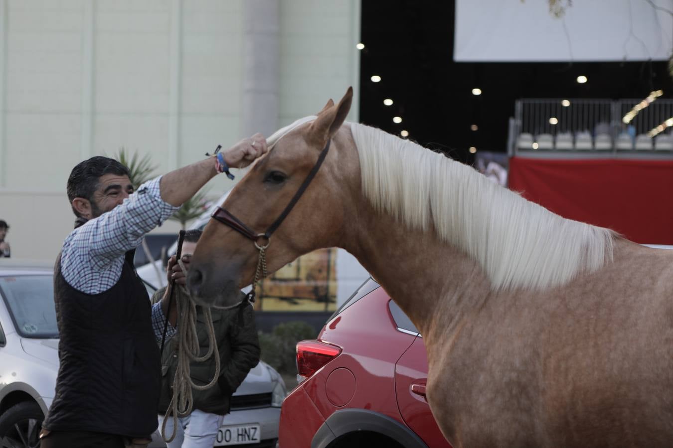 Estos días se dan cita en Fibes los mejores caballos de pura raza española