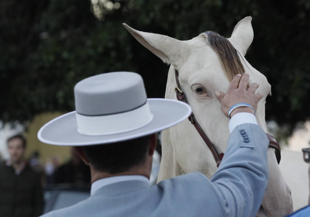 Estos días se dan cita en Fibes los mejores caballos de pura raza española