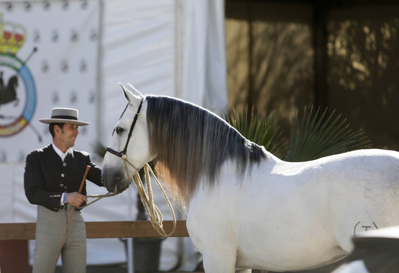 Los expositores y espectáculos de caballos contaron con numerosos asistentes