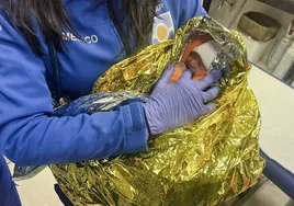 La bebé hallada en un contenedor de basura de Los Palacios se llamará Nieves