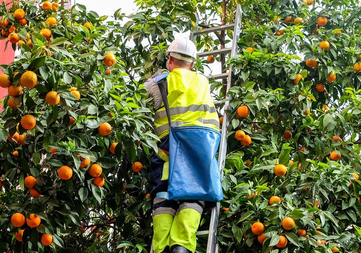 Un operario recoge las naranjas de un árbol